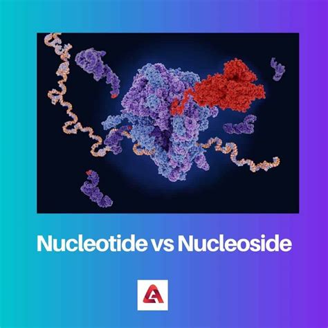 Nucléotide vs Nucléoside : différence et comparaison