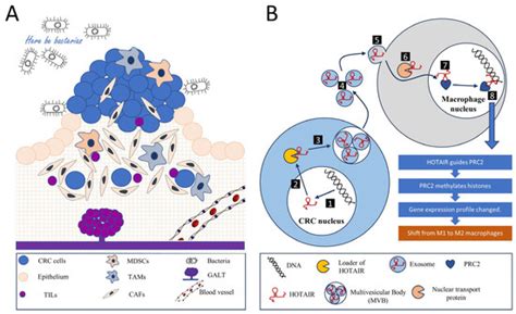 Biomedicines | Special Issue : Molecular Research on Colorectal Cancer