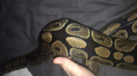 Ball Python Weight Gain 的图像结果