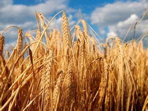 周公解梦梦见种小麦是什么意思(周公解梦梦见种小麦是什么意思)_周公解梦大全