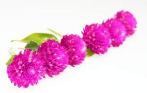 ZOTIKOS Gomphrena Seed Price in India - Buy ZOTIKOS Gomphrena Seed ...