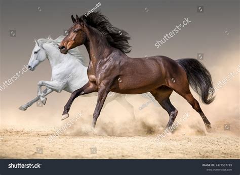Two Horse Run Free Desert Sand Stock Photo 2477537719 | Shutterstock