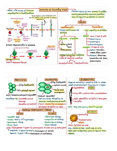 Bot 101: Internal Anatomy of Flowering Plant Tissues Study Guide - Studocu
