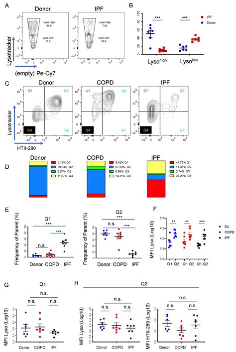 Differential LysoTracker Uptake Defines Two Populations of Distal ...