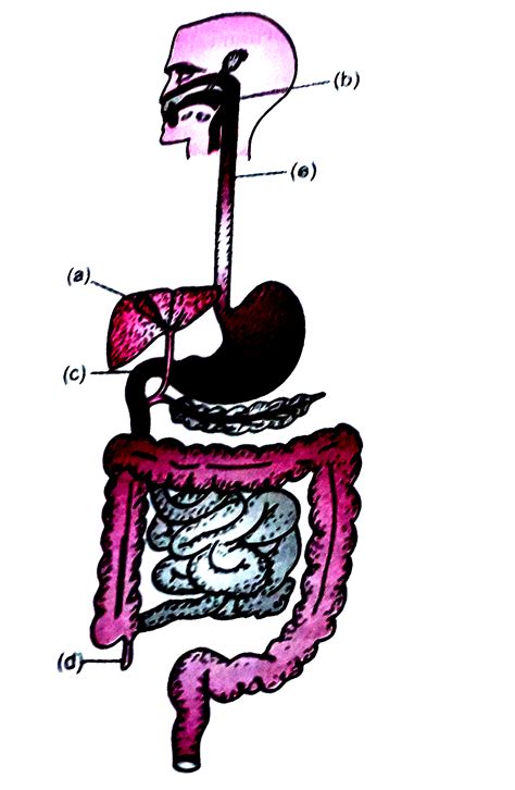 Diagram of alimentary canal. Of man is given. Label five parts ...