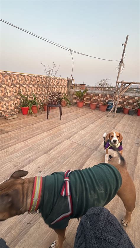 Dog Boarding Service in Patparganj, Delhi | Safe Home Pet Boarding in I ...