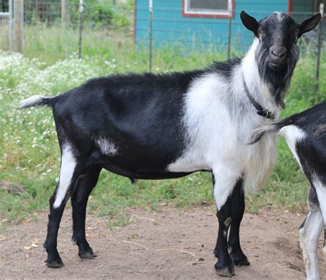 For Sale - Missdee's French Alpine Dairy Goats
