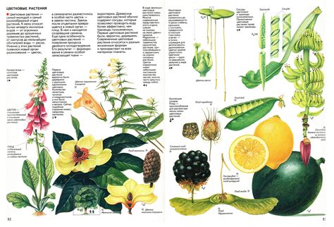 Botany 的图像结果