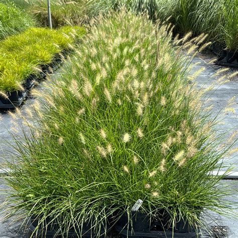 Dwarf White Fountain Grass 'Hameln' | Buy 8-Pack Save More – Eureka Farms