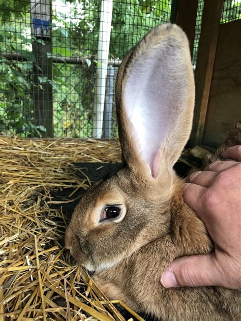 Flemish Giant Rabbits For Sale | Haskell, NJ #344897