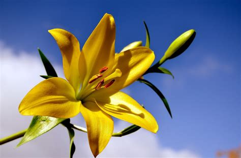 flowers, yellow flowers, lilies, plants, HD Wallpaper | Rare Gallery
