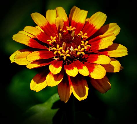 Yellow and Red Zinnia Flower Selective Focus Photography · Free Stock Photo