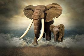 Image result for Cool Elephant Wallpaper