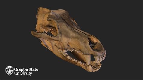 Wolf Skull - FW2415 - Download Free 3D model by Oregon State University ...
