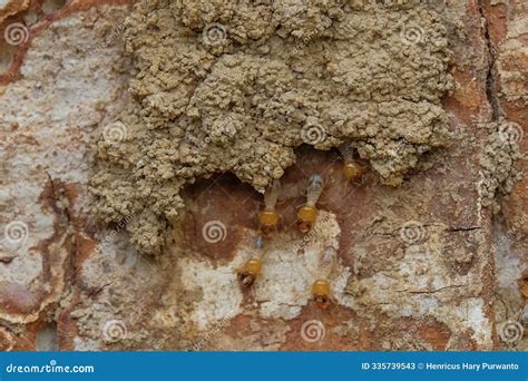 Termite House on a Large Tree Trunk Stock Image - Image of soil, food: 335739543 - habitat of termite