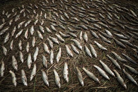 Fae’rie, the smoked fish delicacy from Kashmir, is getting rarer with ...
