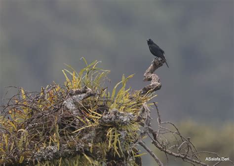 Waller's Starling (Albertine) - eBird