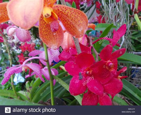 Quezon City, Philippines. 2 September, 2014. Different endemic orchids seen in the Philippines ...