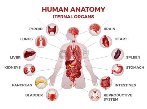 人体内脏器官示范图例插画图片下载-正版图片306534973-摄图网