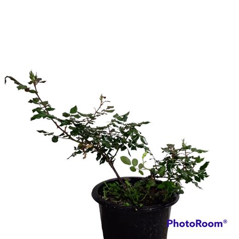 Newsflash | Floribunda Rose — Mainaam Garden