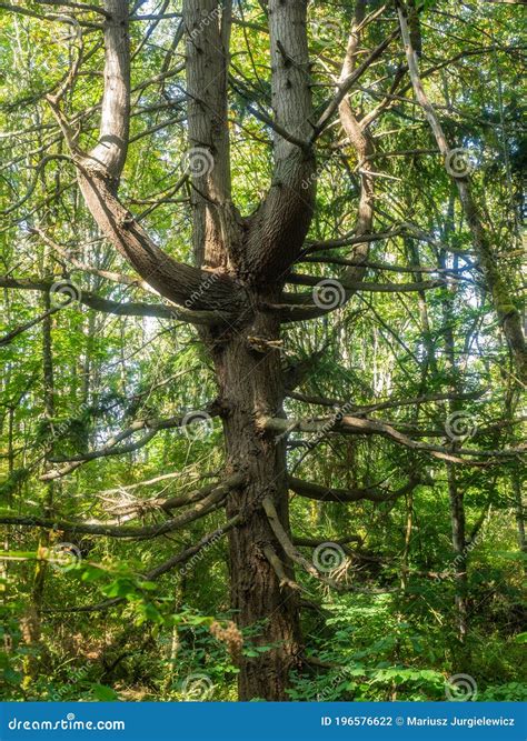 Sehome Hill Arboretum stock photo. Image of season, bellingham - 196576622