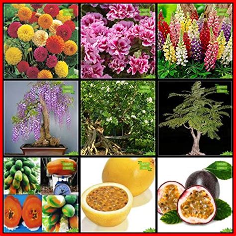 Creative Farmer Plant Seed Combo Flower Seeds & Fruit : Papaya, Passion ...