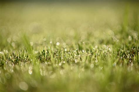 How Do I Pre Germinate Grass Seed at Jessica Fischer blog