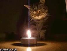 candele auto chion cat candle gif gif animation animated pictures candele auto chion cat candle gif gif animation animated pictures
