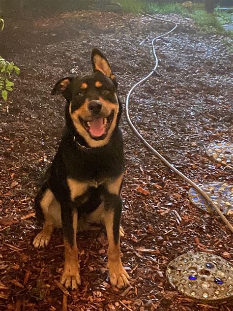 Rottweiler Husky Mix Rottsky Breed Info And Guide