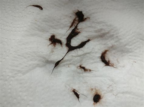 Corals Dying 的图像结果