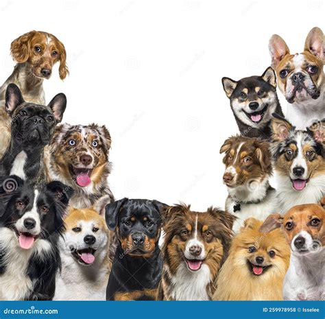 Large Group of Happy Dogs Looking at the Camera, Isolated on White Stock Photo - Image of camera ...