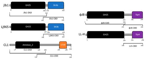 Characterization of Lactobacilli Phage Endolysins and Their Functional ...