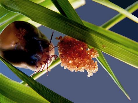 Tick Eggs Tick Lifecycles | Ticks | CDC