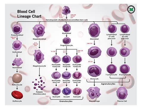 Cell Line Sizes at Naomi Marshall blog