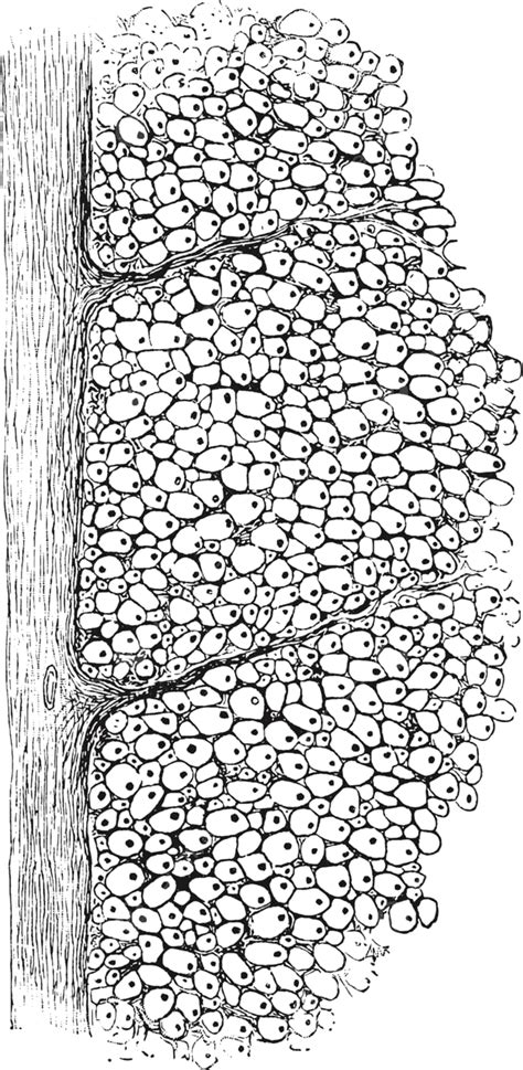 White Matter Of Spinal Cordvintage Illustration Drawing Cord ...