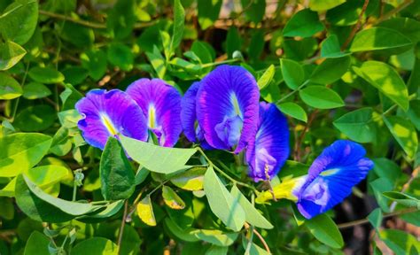 अपराजिता का पौधा या बटरफ्लाई पी प्लांट - वास्तु दिशा और उपाय