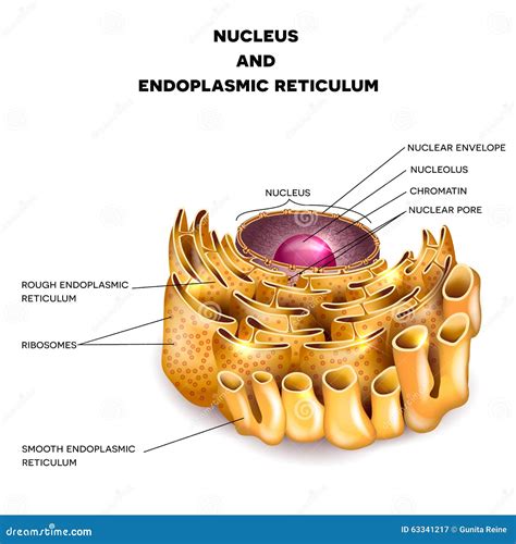 Endoplasmic Reticulum Vector Illustration | CartoonDealer.com #55697274
