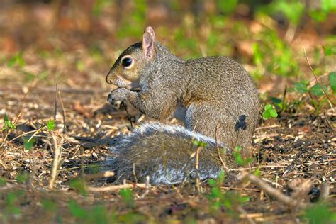 Squirrels In Parks