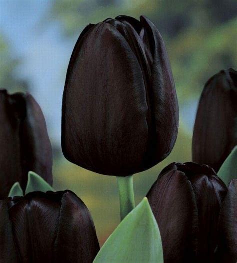 Ritz Farming 5pcs Tulip Bulbs Tulip Black Tulips Varieties Collection ...