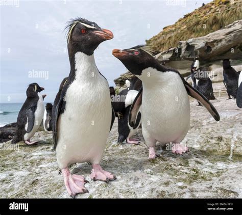 Rockhopper Penguin (Eudyptes chrysocome), subspecies western rockhopper ...