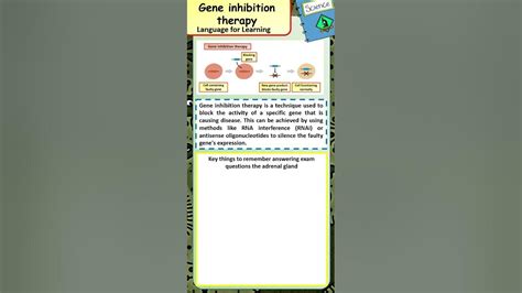 Learn Key Words For GCSE Biology What is Gene inhibition therapy - YouTube