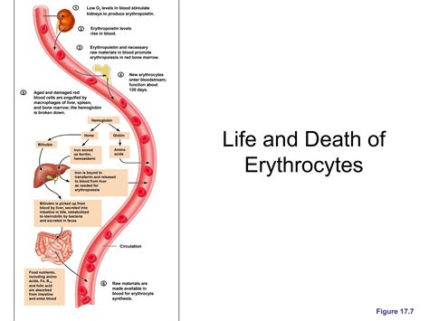 RED BLOOD CELLS PHYSIOLOGY vvvvvvvvv.pptx