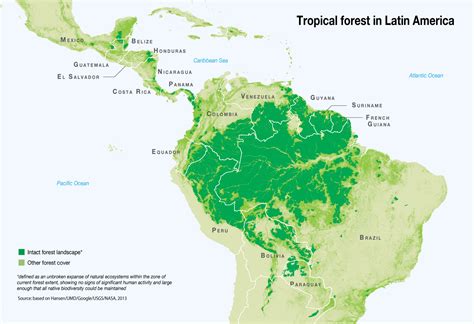 Mapa De Floresta Tropical Perene