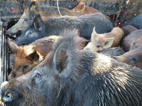 San Antonio, TX Feral Hog Removal Guide | Texas Wild Hog Control