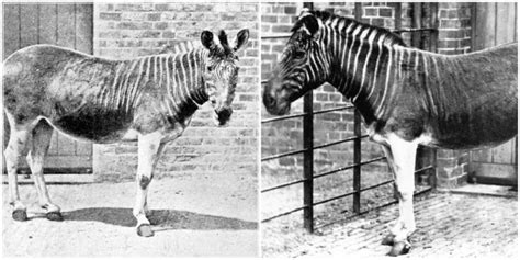 Quagga- The cousin of Zebra that went extinct 100 years ago may be back ...