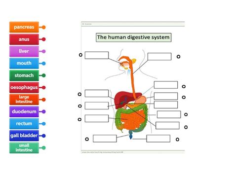 Image result for Science Digestive System