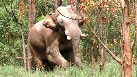 Operation Arikomban stayed by HC after animal organization's plea ...