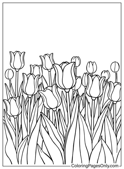 20+ Tulip Coloring Pages - Free Printable PDF & Online Coloring