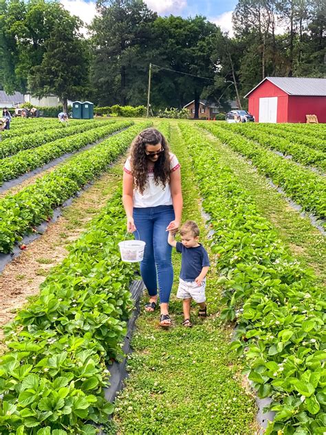 Strawberry Picking in North Carolina | My Practical Guide - NC Eat & Play
