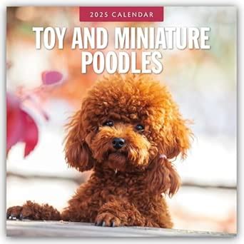 Buy Toy and Miniature Poodles 2025 Square Wall Calendar Book Online at ...